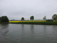 Rapsfeld am Kanal